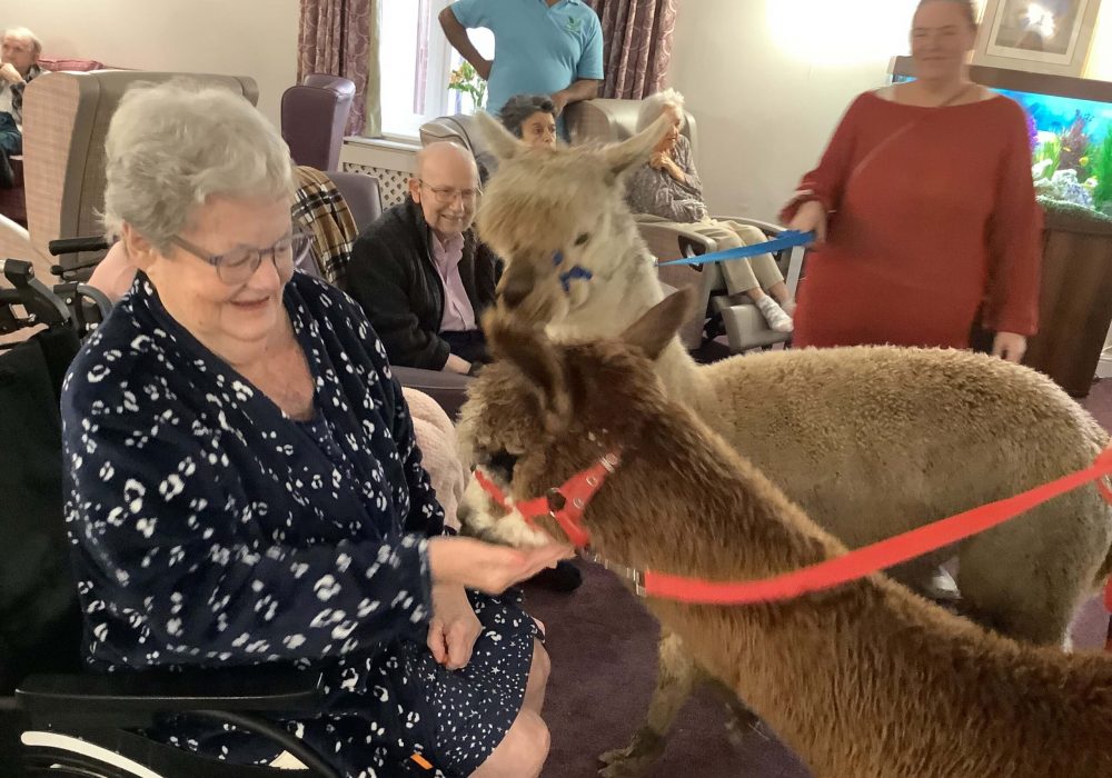 Alpaca Visit Care Home events