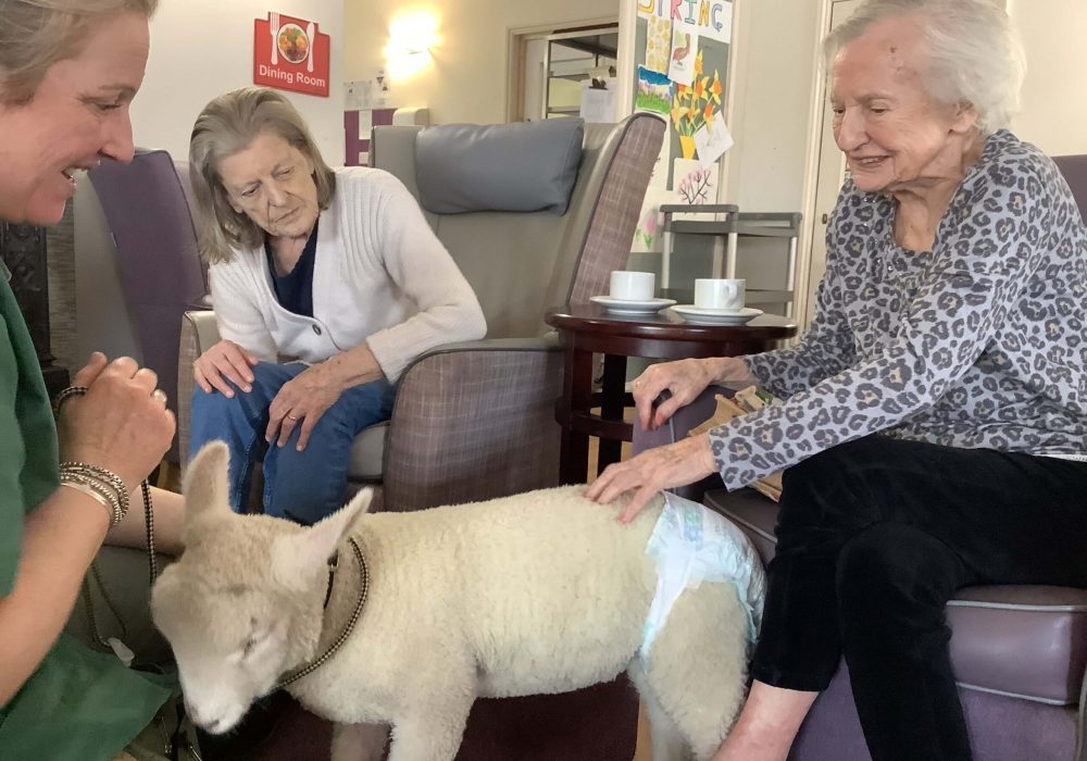 Pet Therapy at Russettings care home Pet Therapy at Russettings care home